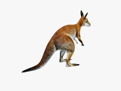 Kangaroo Free 3D model