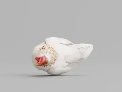 Hen The Chicken 3D model