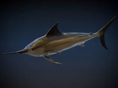 Black marlin 3D model