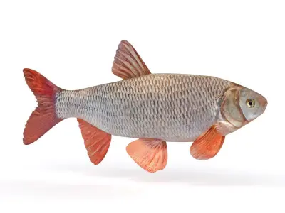 Freshwater Fish 3D model