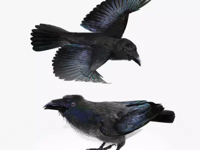 RAVEN - Blender 3D model