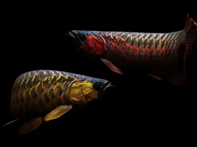 Arowana dragon fish Low-poly 3D model