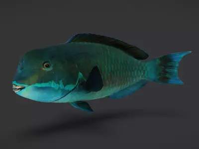 Realistic Parrotfish Animated 3D model