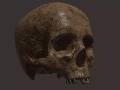 Scull  Free 3D model