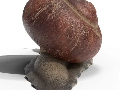 Garden snail Low-poly 3D model