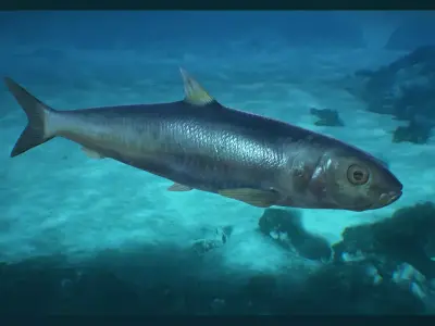 Sardine fish Low-poly 3D model