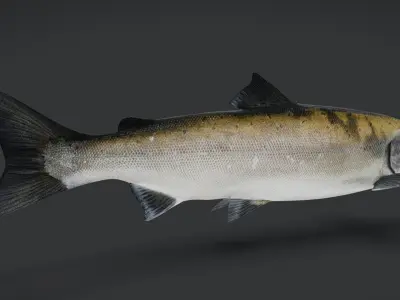 Realistic Masu Salmon Animated 3D model