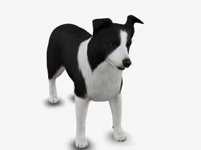 dog border collie Low-poly 3D model