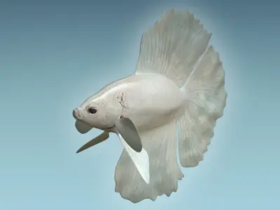 Betta Fish 8 3D model