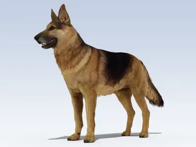 German Shepherd Dog Rig Low-poly 3D model