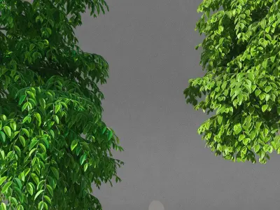 XfrogPlants Weeping Fig - Ficus Benjamina  3D model