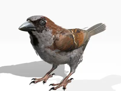 House Sparrow - rigged - animated 3D model