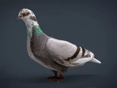 Dove Low-Poly pigeon Low-poly 3D model