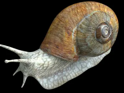 Snail Low-poly 3D model