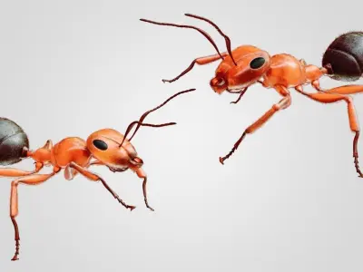 Ant 3D Animated Low-poly 3D model