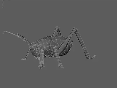 3D model   Grasshoppers    insect    maya 3D model