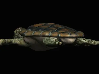 Water Turtle Low-poly 3D model