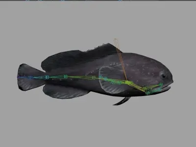 Blobfish Realistic Animated Low-poly 3D model