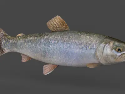 Char Fish 3D model