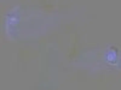 Benggai cardinal marine fish Low-poly 3D model