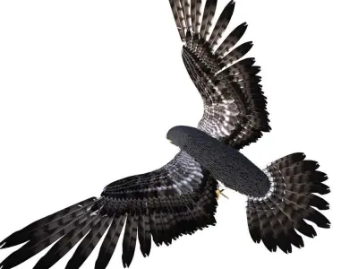 Rigged Peregrine Falcon 3D model