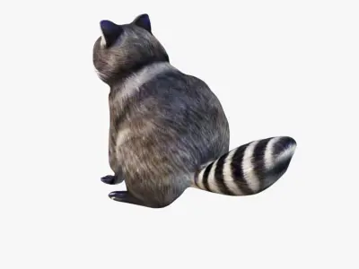 Raccoon Free 3D model