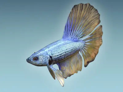 Betta Fish 4 3D model