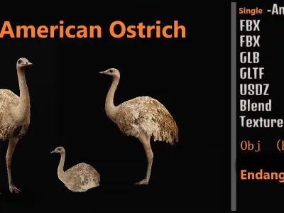 Rheas American Ostrich  Low-poly 3D model