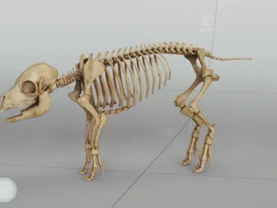 Piglet Skeleton 3D model