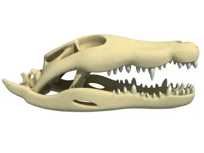 Crocodile Skull 3 3D model