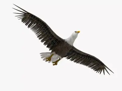 Bald Eagle 3d model Low-poly 3D model