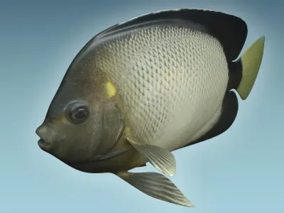 Angle Fish 15 3D model