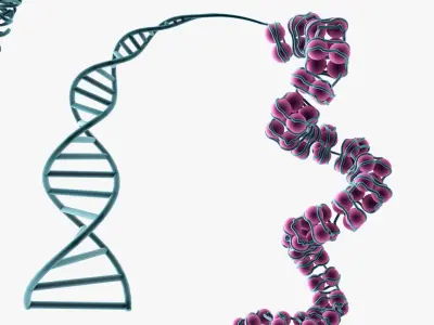 Chromosome Chromatin 3D model