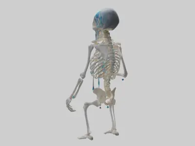 Dripping skeleton model Low-poly 3D model