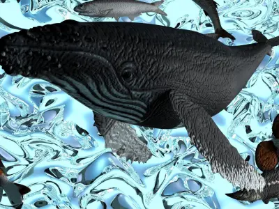 Water Animals In Water 3D model