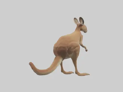 Kangaroo hopping model Low-poly 3D model