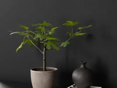  Small Potted Fig Plant Model 