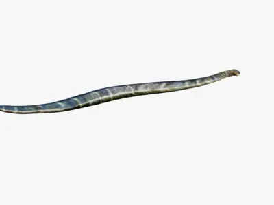 Anaconda Free 3D model