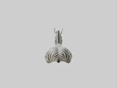 Lying Zebra Model 1 Low-poly 3D model