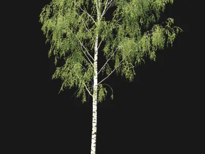 Birch forest part 08 3D model