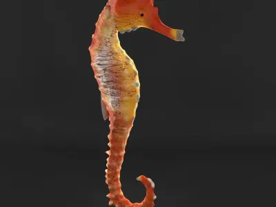  Sea Horse 3D model