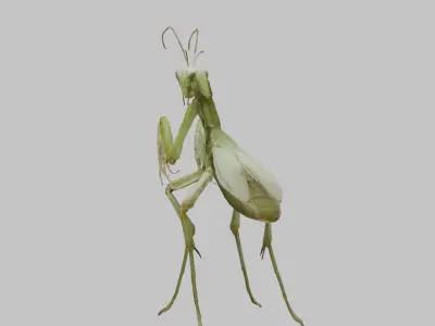 Green mantis insect Low-poly 3D model