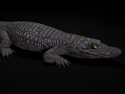 Dwarf Crocodile Low-poly 3D model