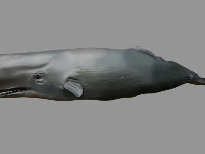 Sperm whale Rigged  Low-poly 3D model