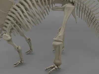 Stegosaurus Skeleton 3D model
