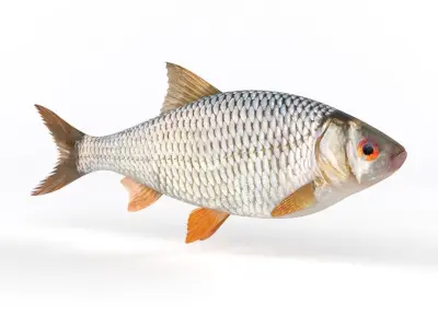 Roach Fish 3D model