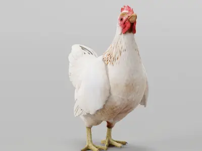 Hen The Chicken 3D model