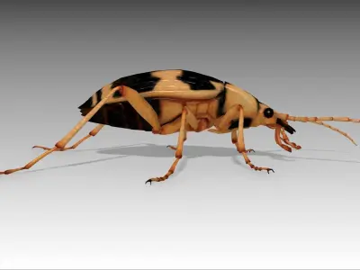 Bombardier Beetle Low-poly 3D model