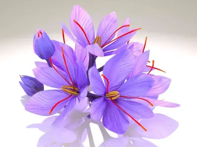 Crocus Blossom Low-poly 3D model