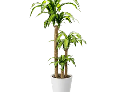  Dracaena Mass Cane Potted Plant Model 